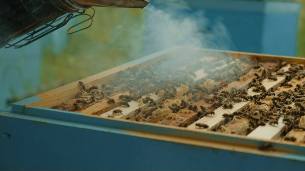 бджолярі з Луганщини