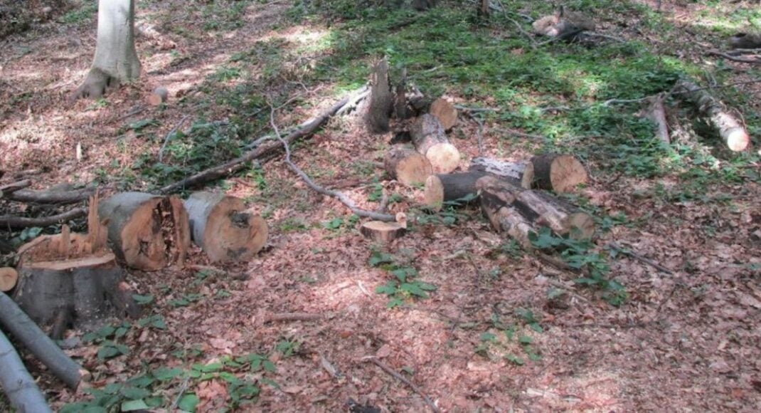 Жителі прифронтових територій зможуть безплатно заготовляти паливну деревину для побутових потреб, — Мінреінтеграції
