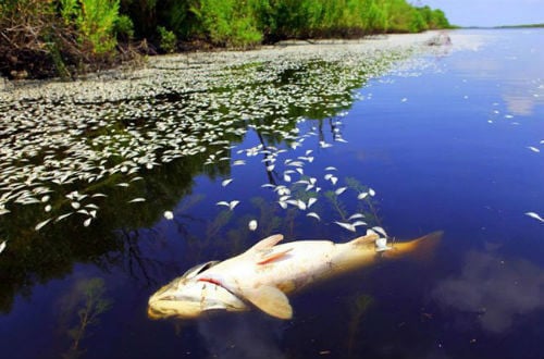 На ВОТ Донецкой области фиксируется массовая гибель рыбы в прудах