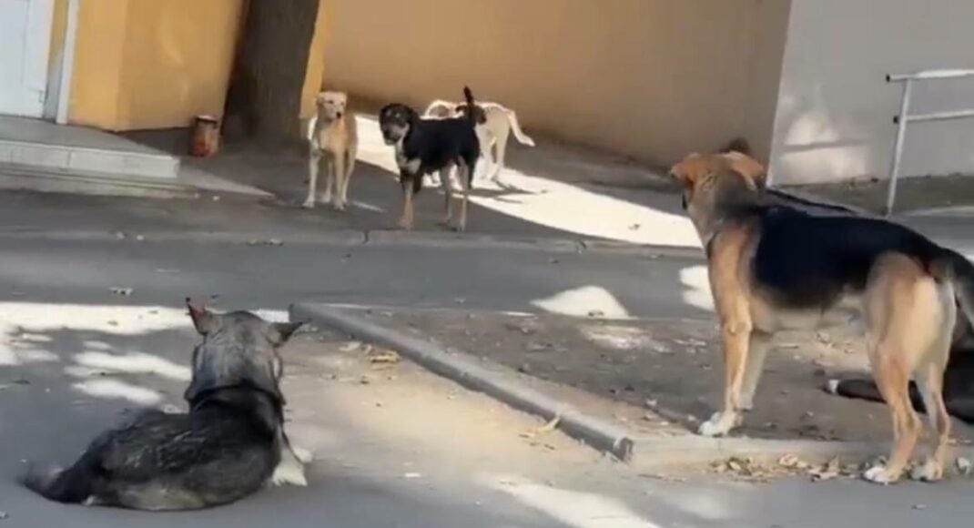 В оккупированном Мариуполе растет количество бездомных собак (видео)