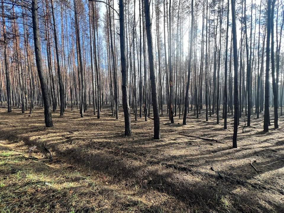 На Донеччині обговорили збереження самосійних лісів