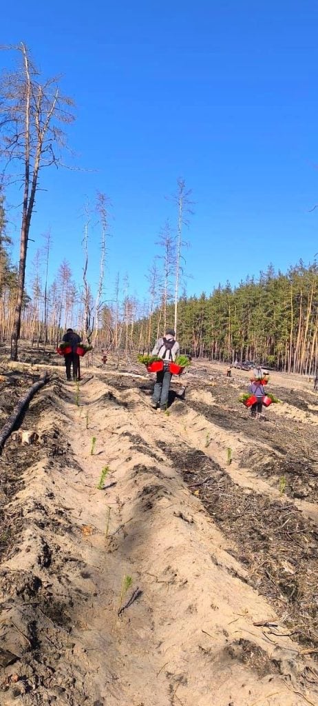 У Лиманському лісовому господарстві завершили весняну кампанію з відновлення лісу