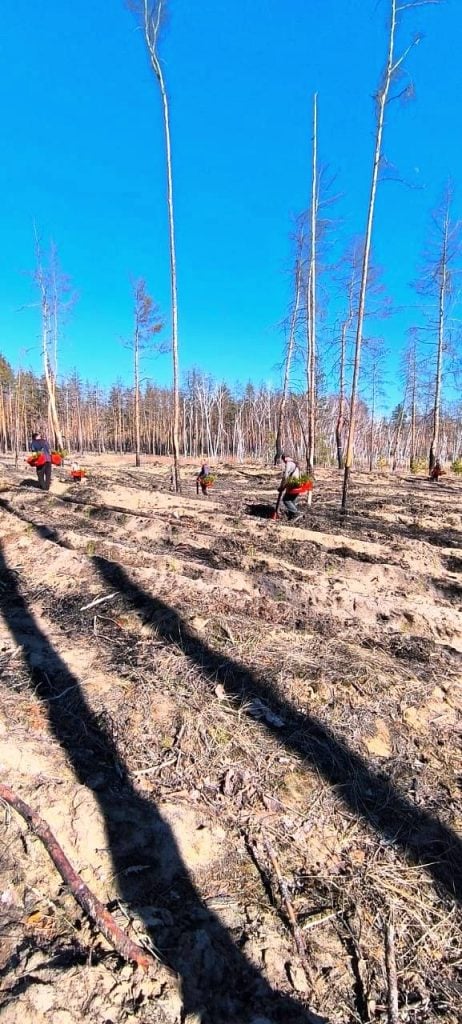 В Лиманском лесном хозяйстве завершили весеннюю кампанию по возобновлению леса