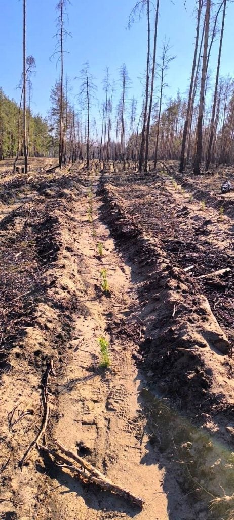 У Лиманському лісовому господарстві завершили весняну кампанію з відновлення лісу