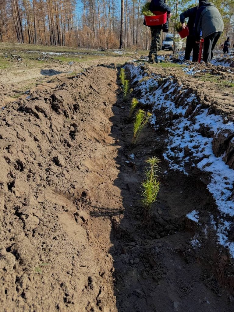 У Святих Горах висадили 4 тис. сіянців сосни