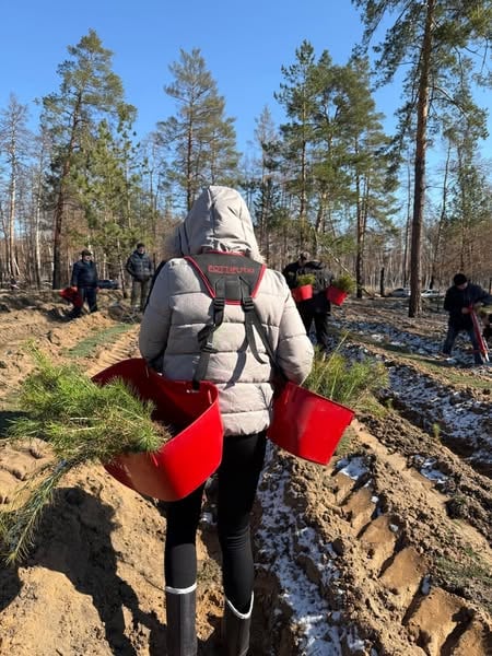 В Святых Горах высадили 4 тыс. сеянцев сосны