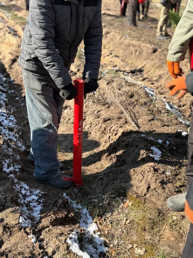 У Святих Горах висадили 4 тис. сіянців сосни