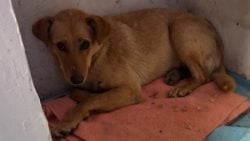 Рятувальники допомогли собаці вибратися з підвалу у Дружківці (фото)