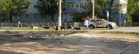 Жителі окупованого Маріуполя продовжують страждати від зграй безпритульних собак