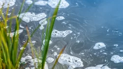 Сіверський Донець з мінами і страшні водойми та пляжі: як в мережі відреагували на обіцянки "покращити туризм" окупованої Луганщини